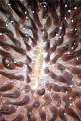 Sun Mushroom Coral (Heliogungia actiniformis) - Thought i... by David Drake 